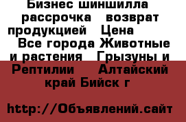 Бизнес шиншилла, рассрочка - возврат продукцией › Цена ­ 4 500 - Все города Животные и растения » Грызуны и Рептилии   . Алтайский край,Бийск г.